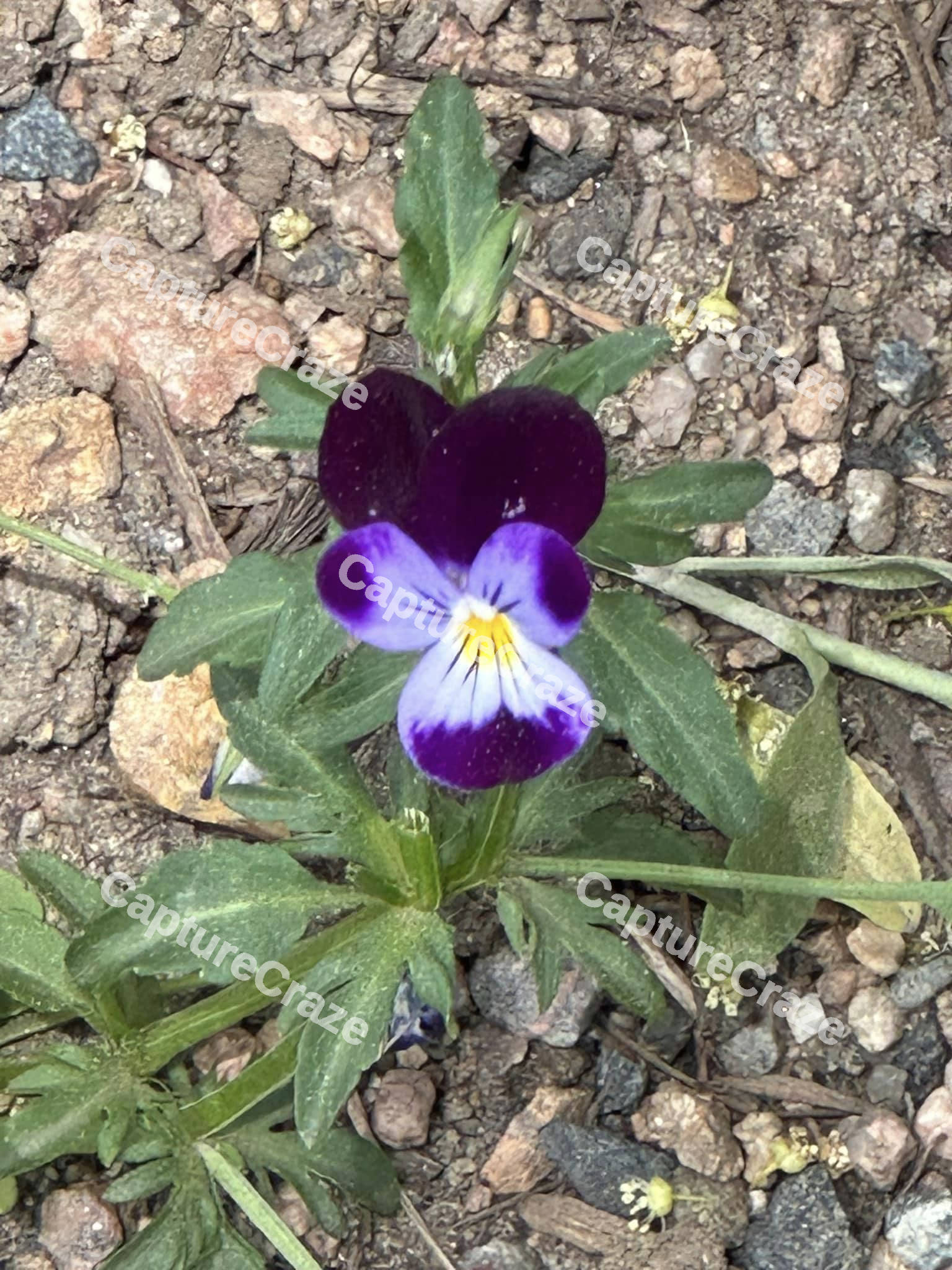 Pansy Flower
